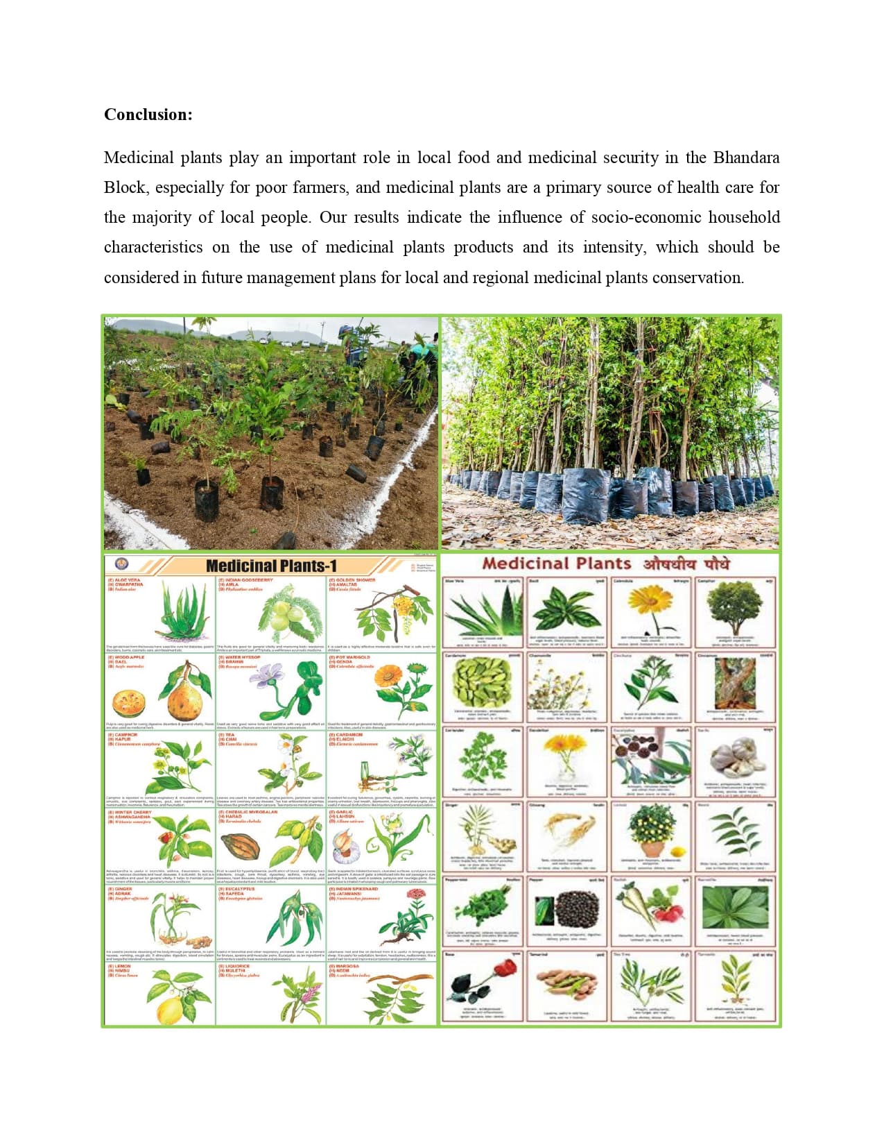 Home Herbal Medicinal Plantation Workshop — page