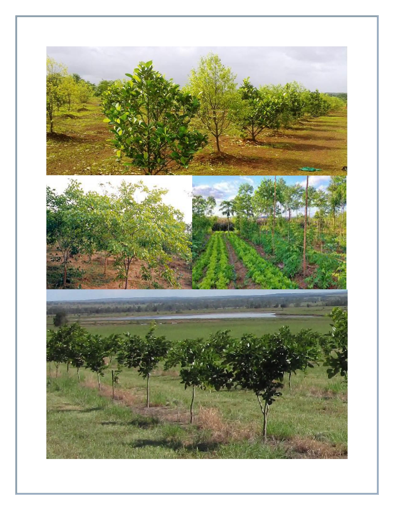 Tree Planting — page